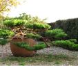Création Jardin Best Of Niwaki Taille D Un Juniperus En Nuage
