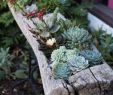 Creation Jardin Charmant 27 Marvelous Captivating Backyard Succulent Plants Garden