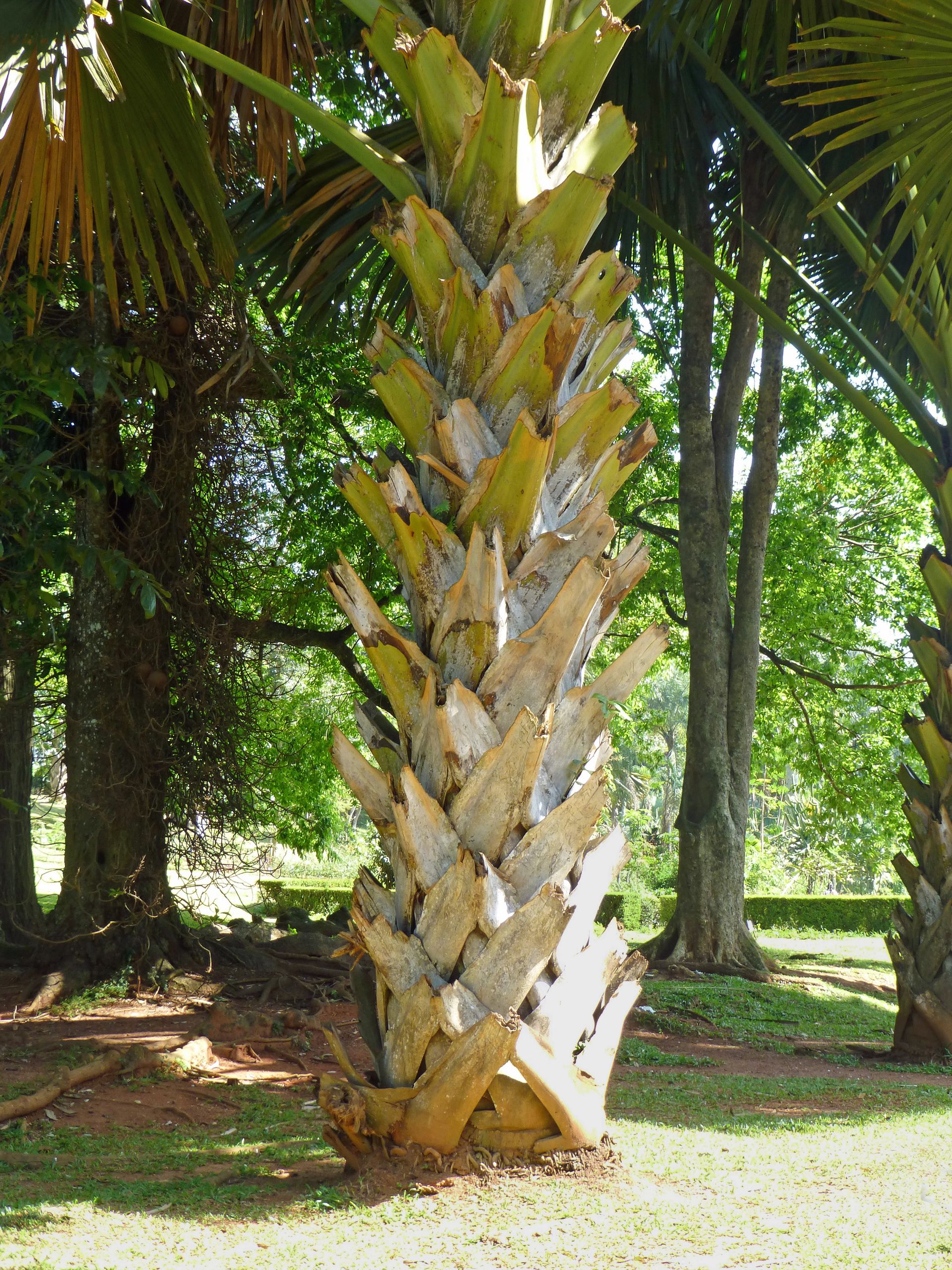 Creation Jardin Génial File Corypha Umbraculifera Jardin Botanique De Kandy 2