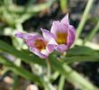 Creation Jardin Inspirant File Tulipa Humilis In Jardin Des Plantes Fading Flowers 03