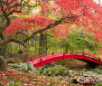 Creer Un Coin Zen Dans son Jardin Charmant Jardin Japonais 3 Conseils Pour Réaliser son Petit Coin Zen