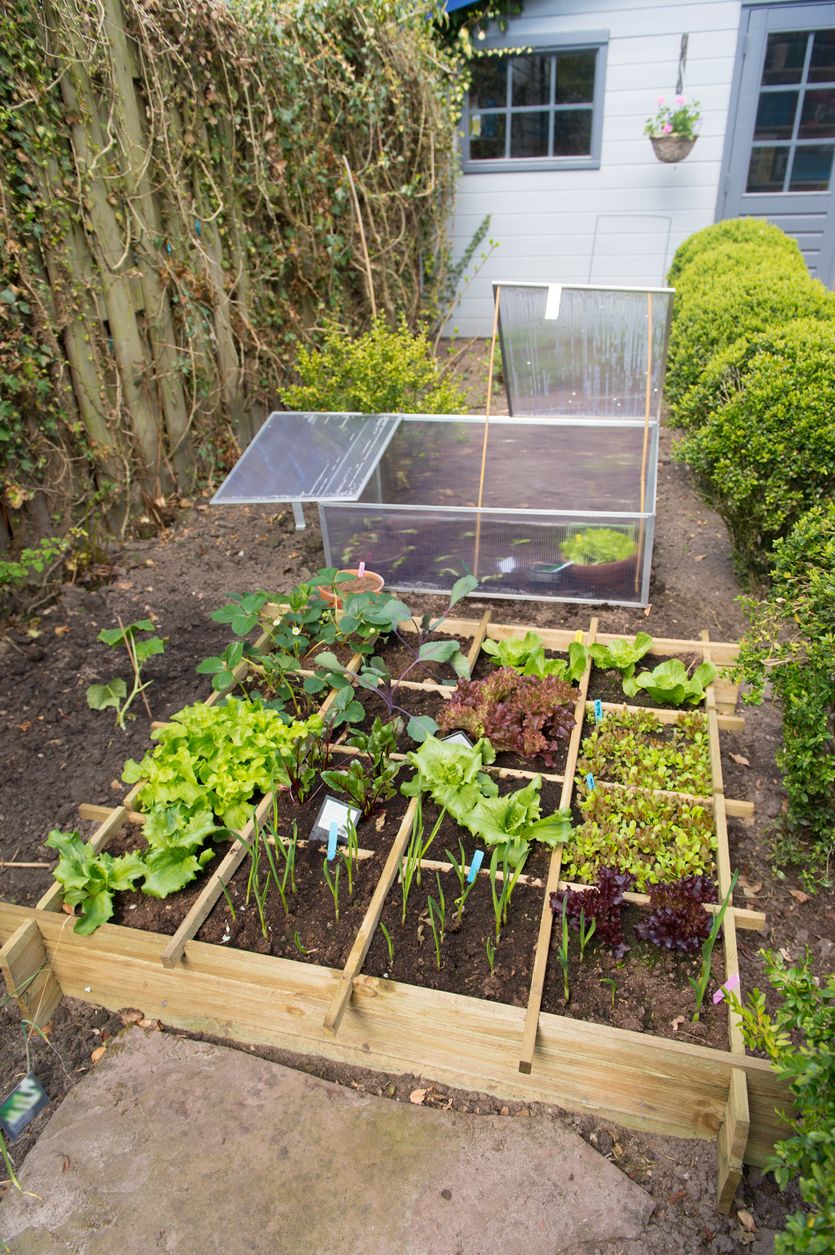 Creer Un Jardin Luxe 8 Erreurs   éviter Au Potager Carré