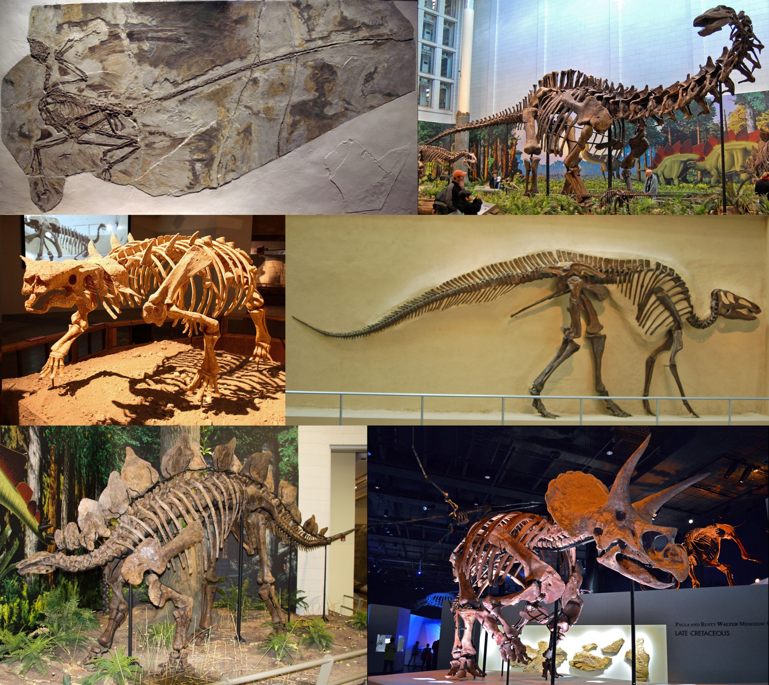 Dinosauria montage 2