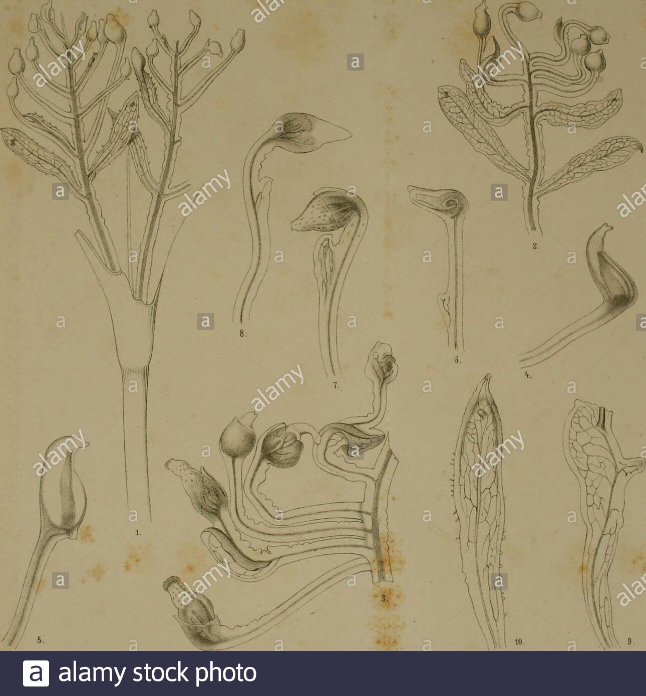 Créer Un Mini Jardin De Plantes Grasses Frais L Lutea Stock S & L Lutea Stock Page 2 Alamy