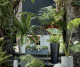 Créer Un Mini Jardin De Plantes Grasses Luxe 1104 Best Tropical Gardens Images In 2020