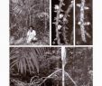 Créer Un Mini Jardin De Plantes Grasses Unique Systematics and Evolution Of the Palm Genus areca Charlie