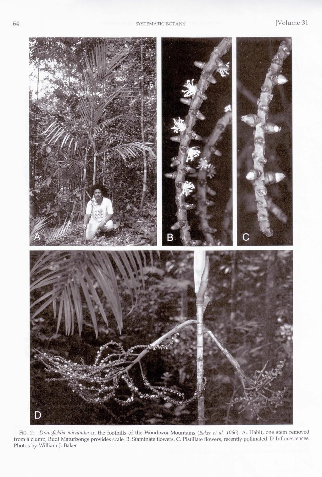 Créer Un Mini Jardin De Plantes Grasses Unique Systematics and Evolution Of the Palm Genus areca Charlie