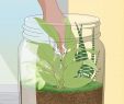 Diy Deco Jardin Best Of How to Grow A Garden In A Bottle with Wikihow