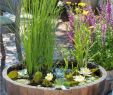 Diy Deco Jardin Élégant Make Your Own Balcony Ideas A Mini Pond In the Pot