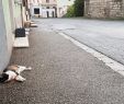 Enterrer son Chat Dans son Jardin Beau Altkirch