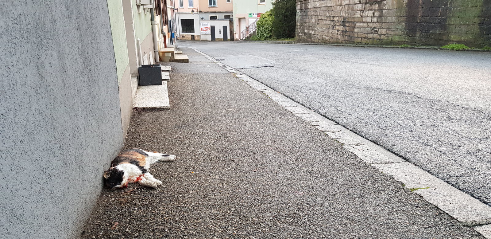 outre le respect animal laisser ce chat mort sur un trottoir durant six jours pose un probleme d hygiene et de sante publique photo l alsace a d