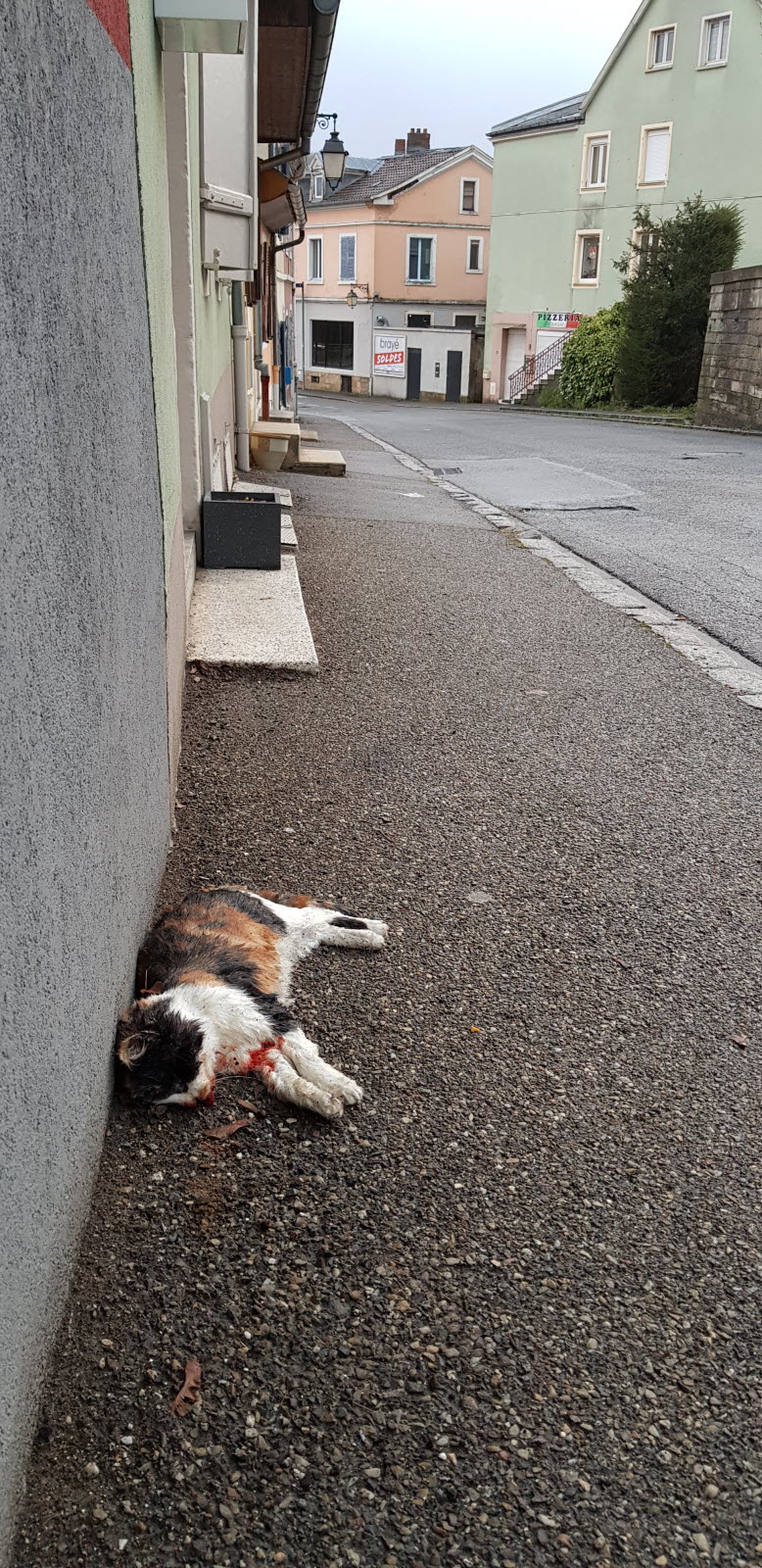 Enterrer son Chat Dans son Jardin Luxe Fil Info