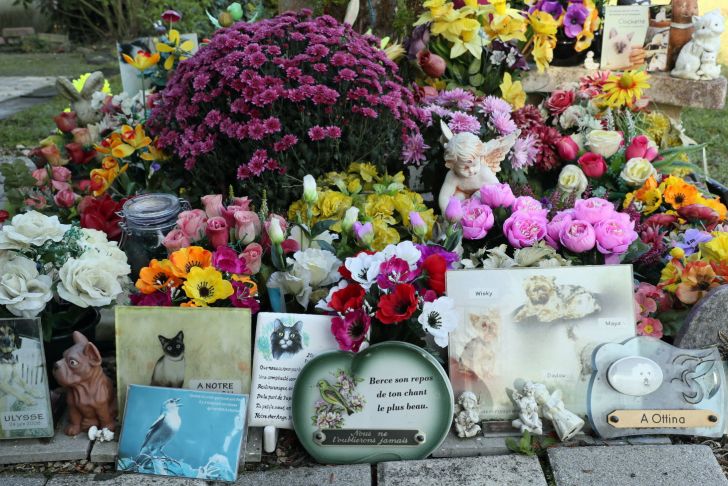 Enterrer son Chat Dans son Jardin Nouveau société