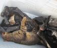 Enterrer son Chat Dans son Jardin Unique Des Bacs Pour Les Animaux écrasés