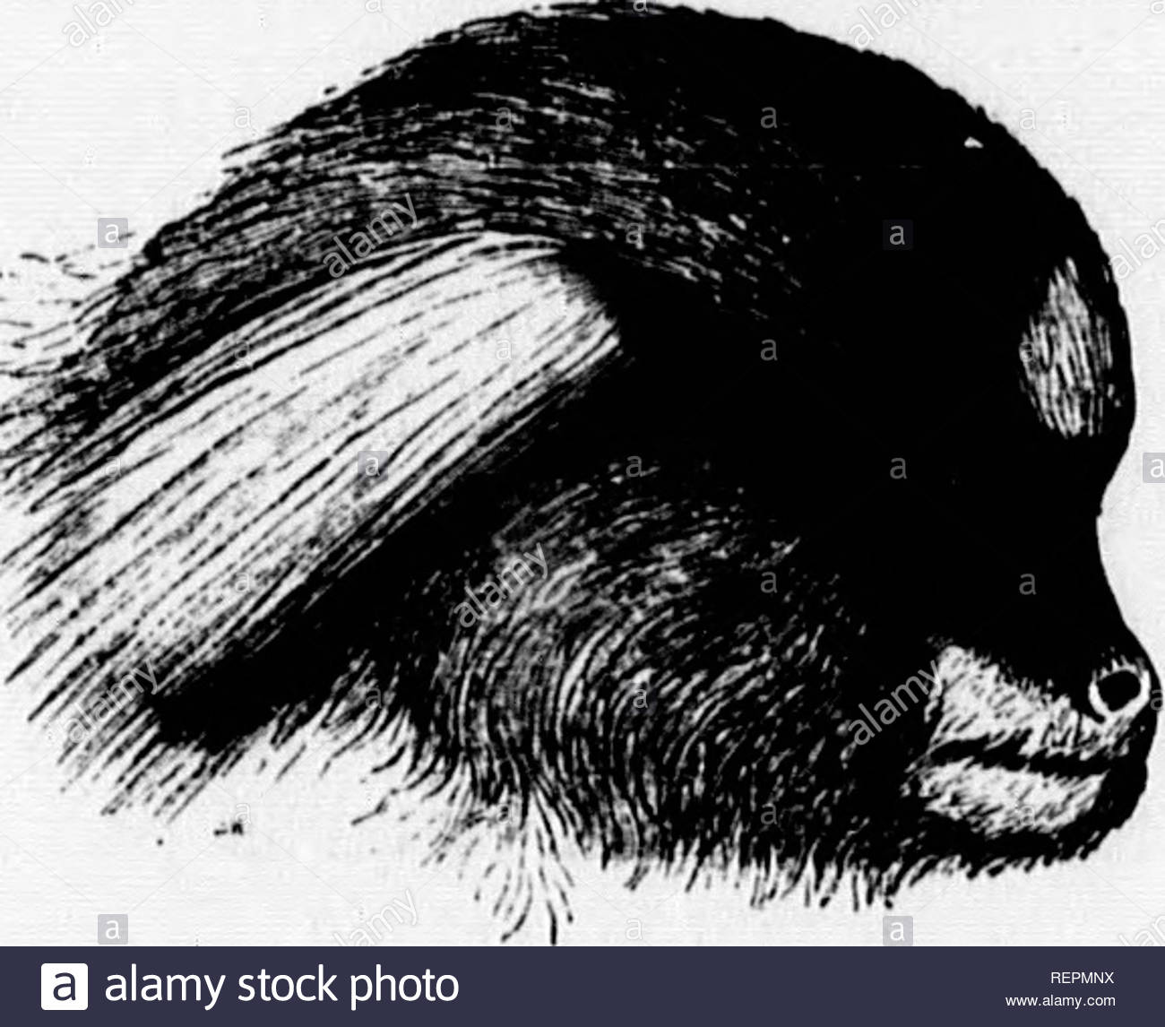 Enterrer Un Animal Dans son Jardin Beau Bii Black and White Stock S & Page 2 Alamy