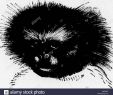 Enterrer Un Animal Dans son Jardin Best Of Bii Black and White Stock S & Page 2 Alamy