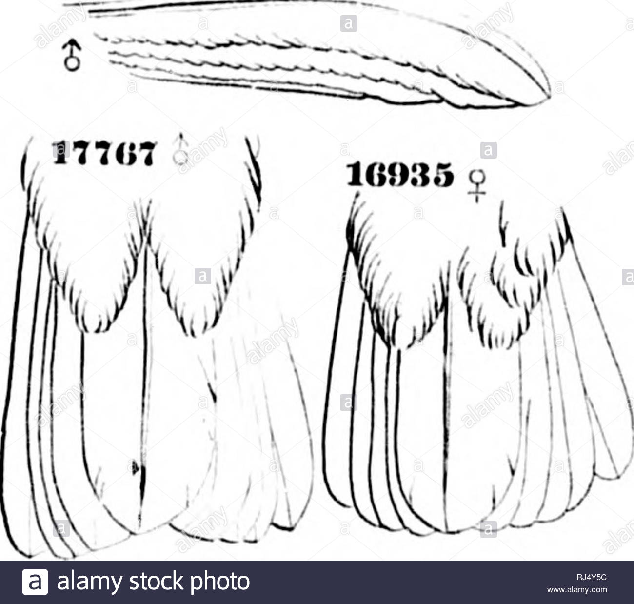 a history of north american birds microform land birds birds ornithology oiseaux ornithologie i ill ni tli amkitlcan bii is pliuc called chiiiiaclioyo iiciiicaldcras in the vnlcan de fuego and otlicv speciiiuiis taken in the tirrra ralinitc near joban showing that like many dtlier s ecies it is tmiiid in very diilerent eliniates cims heliopdica jdiid hciojiiviini iiiii mdii timhilida 11 liitioil tioiiiil 1861 00 type trocldlus virliniilllls swainsdn gen ciiu hill idiiyci than head depressed broad at it exposed base the frontal RJ4Y5C