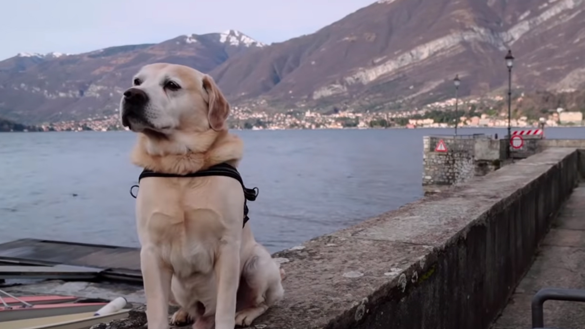 dogs le documentaire mouvant de netflix sur les chiens 3422