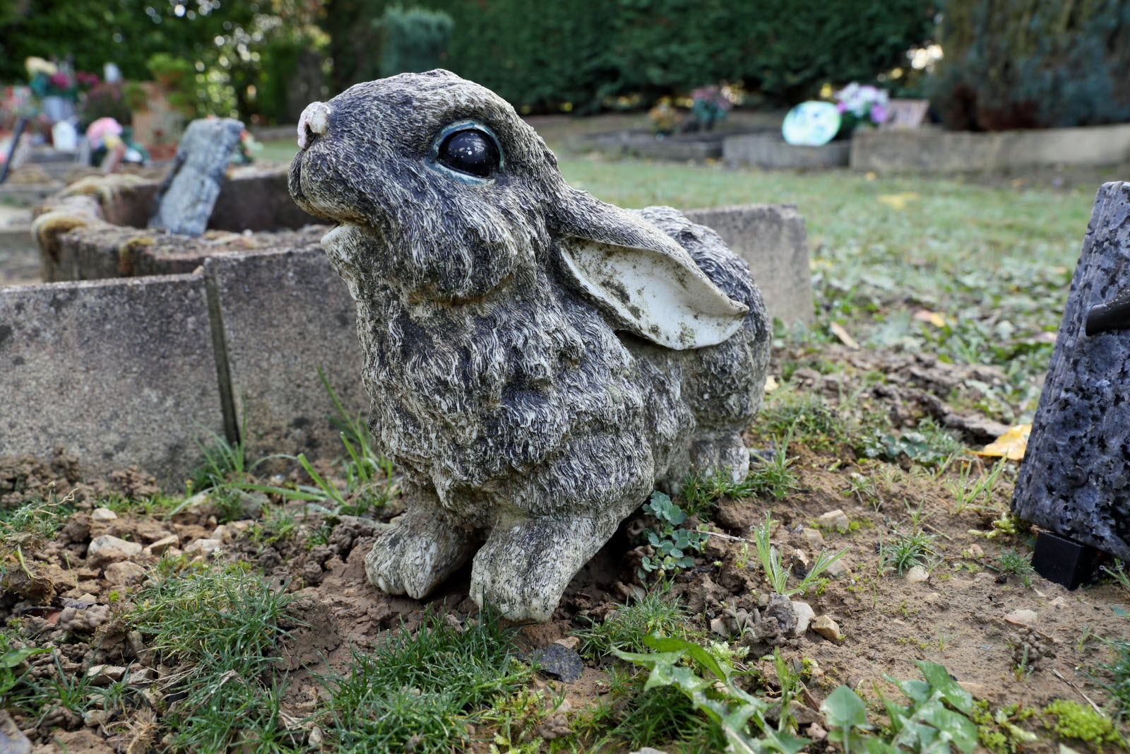 Enterrer Un Animal Dans son Jardin Frais société