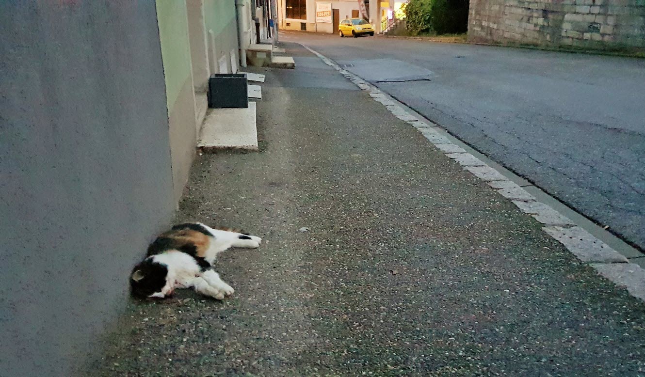 ce chat mort est reste cinq jours sur un trottoir du centre ville a altkirch photo l alsace anne ducellier