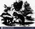 Enterrer Un Animal Dans son Jardin Génial Bii Black and White Stock S & Page 2 Alamy