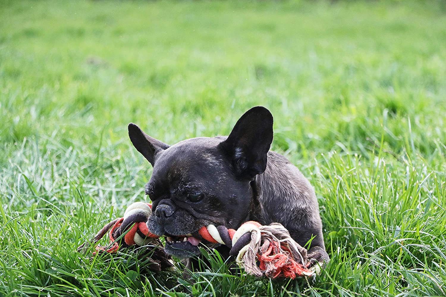 Enterrer Un Animal Dans son Jardin Luxe Aime Jouet Corde Coton 40 Cm Pour Chien