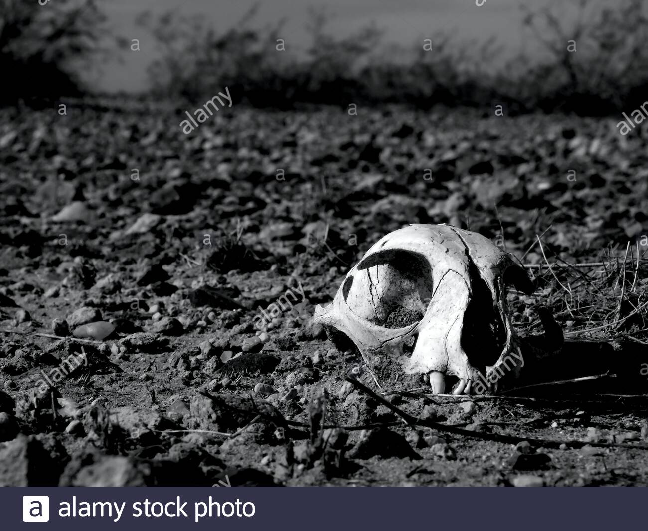 un vieux crane de chat depeint a moitie enterre dans un desert d arizona impitoyable prise en noir et blanc 2b8ewc8