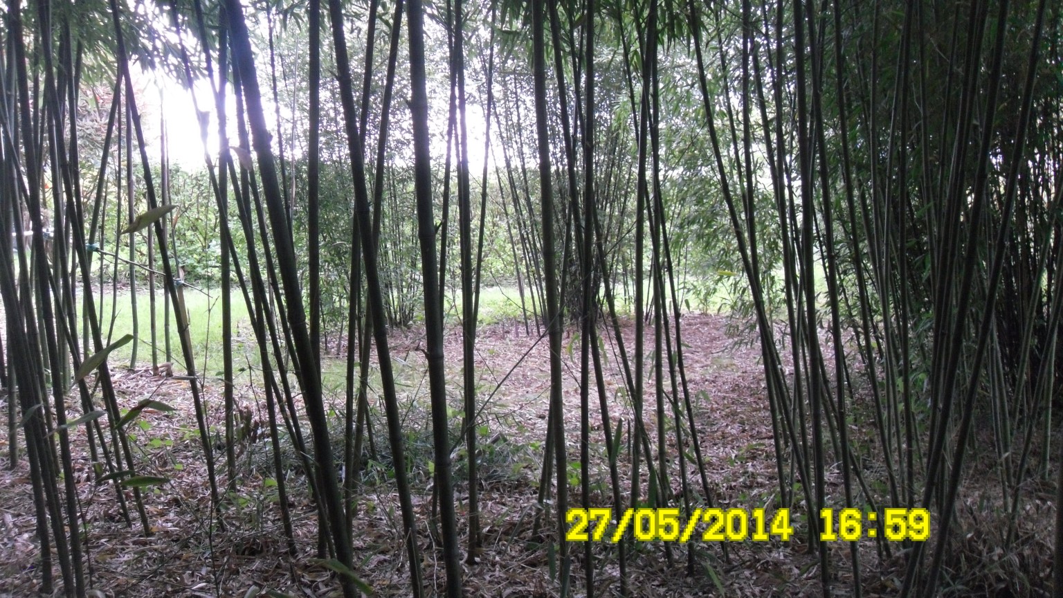 jardin de bambous NET fait le 27 MAI% % JPG