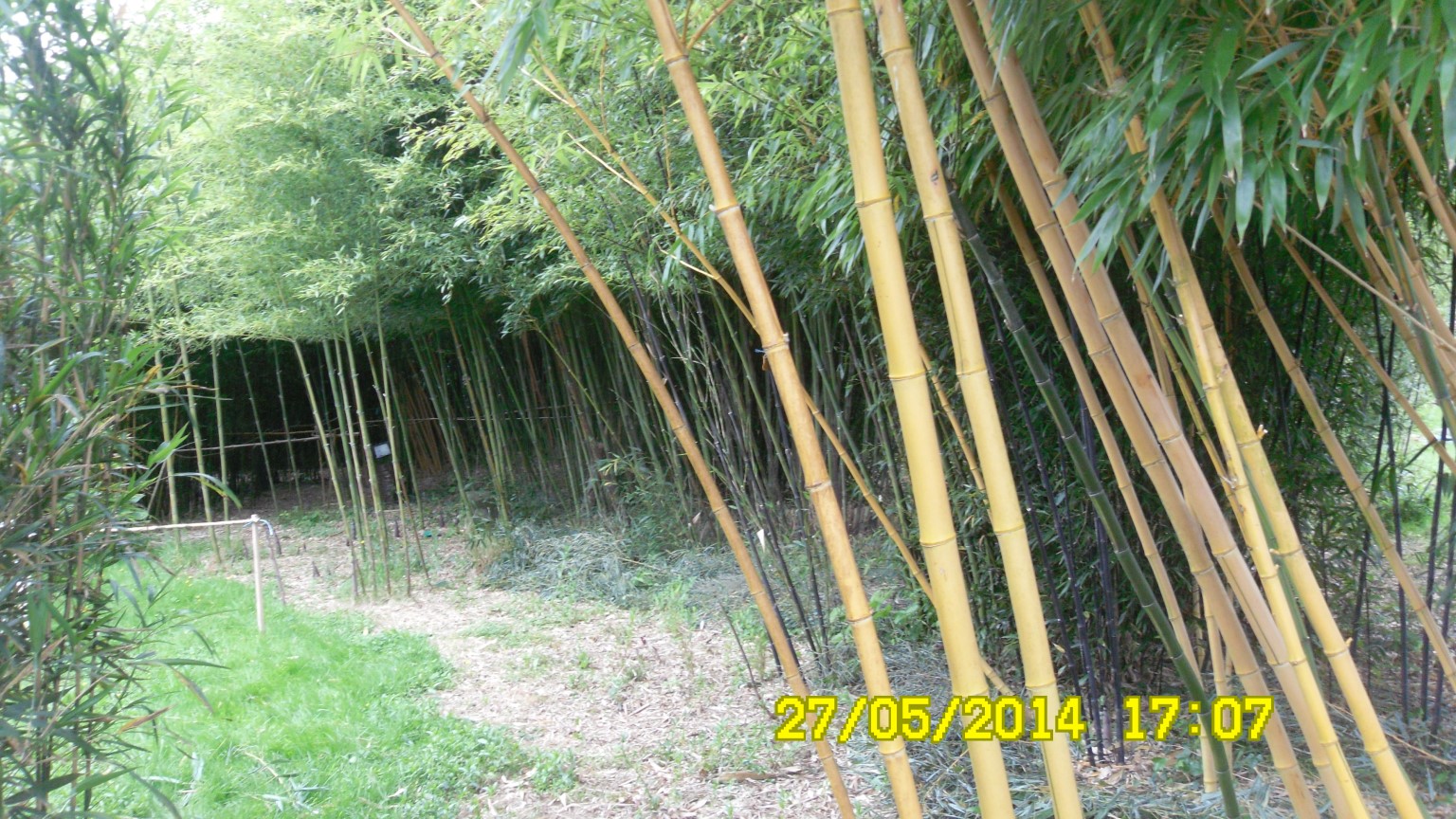 jardin bambousNet14 JPG