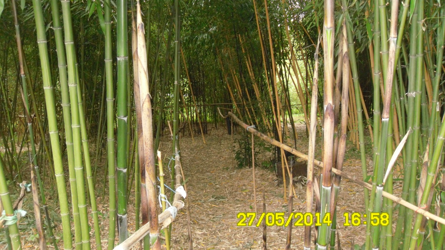 jardin de bambous NET 14 2 JPG