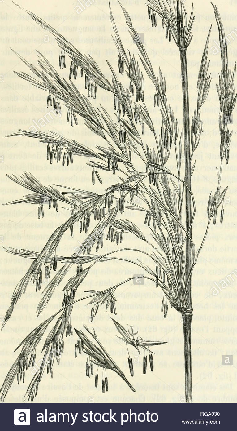 bulletin de la socit dacclimatation socit dacclimatation animals zoology economic botany economic fia l fig 62 fie il inflorescence ue lmilndinaiiia flcta figtjo inlliii egteciiio fiucpi kpillel i k di fleur ouverte grossie please note that these images are extracted from scanned page images that may have been digitally enhanced for readability coloration and appearance of these illustrations may not perfectly resemble the original work socit dacclimatation paris la socit RGA030