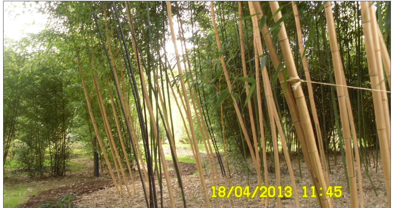 bambous somme3 JPG