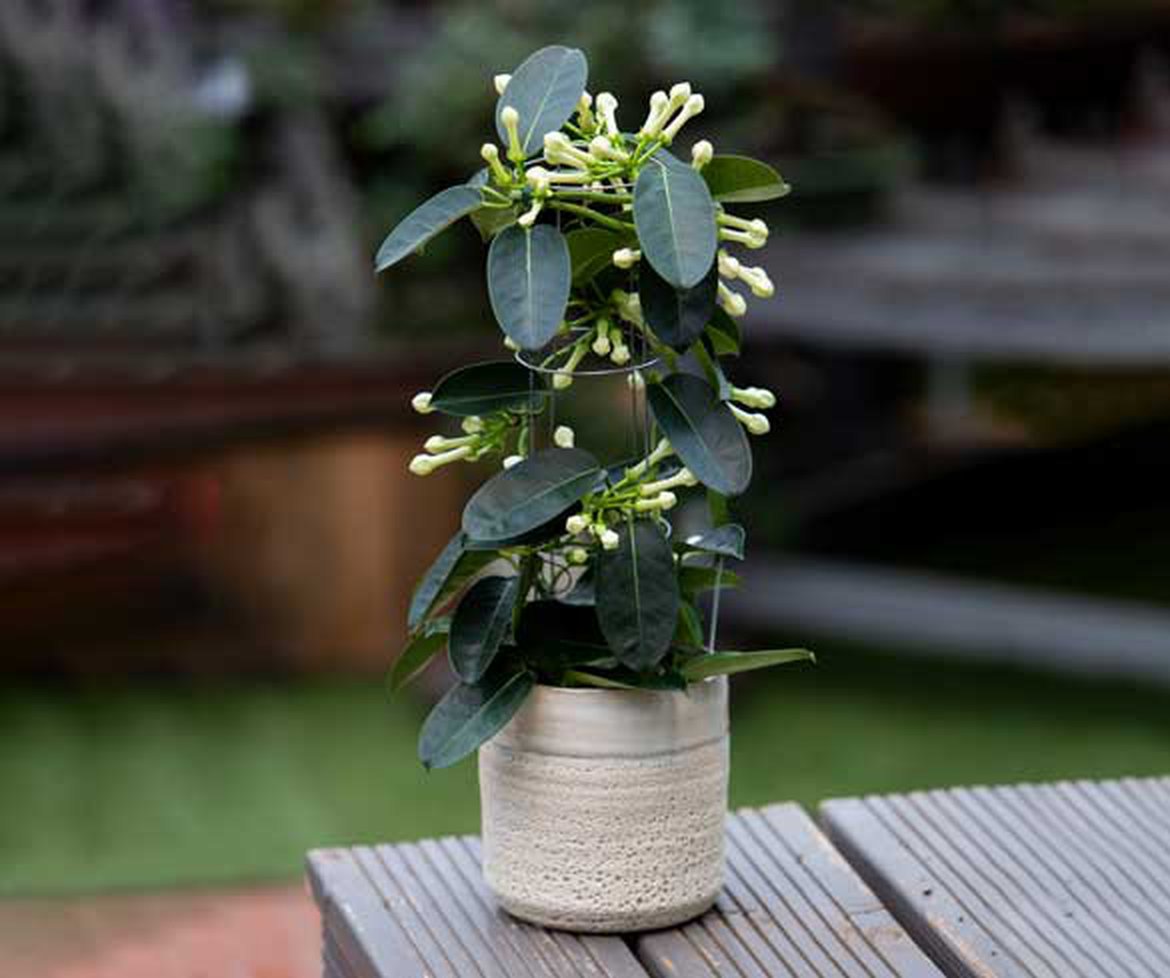 Entretien De Jardin Unique Choisir Les Fleurs Et Les Plantes Qui Embelliront Votre