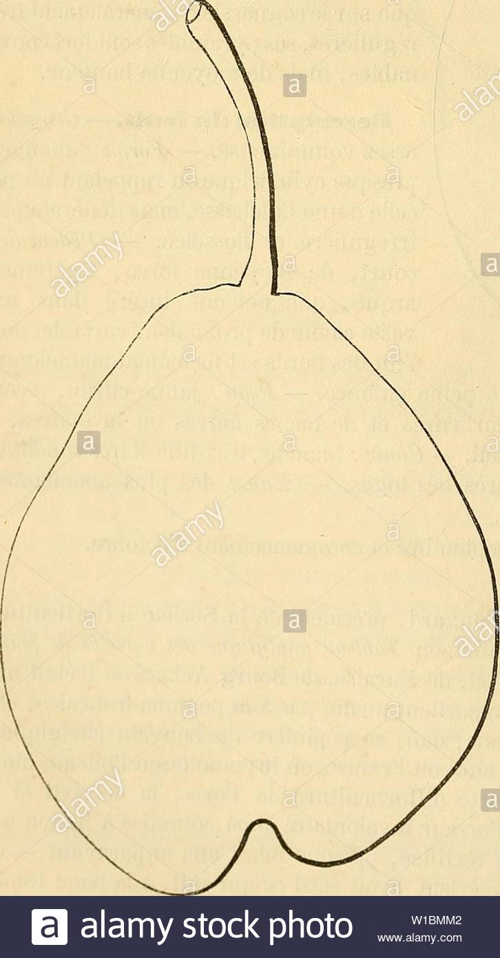 archive image from page 43 of dictionnaire de pomologie contenant dictionnaire de pomologie contenant lhistoire la description la figure des fruits anciens et des fruits modernes les plus gnralement connus et cultivs dictionnairedepo002lero year 1867 36 doc docteur koch fruit ma t donn par m de maraise me tant un semis de m yan mons sgt ajoutons quen ddiant ce poirier au docteur gall van mons le ddiait tout la fois un allemand et un franais gall le clbre phrnologue dont la doctrine devint promptement si populaire naquit en effet dans le duch W1BMM2