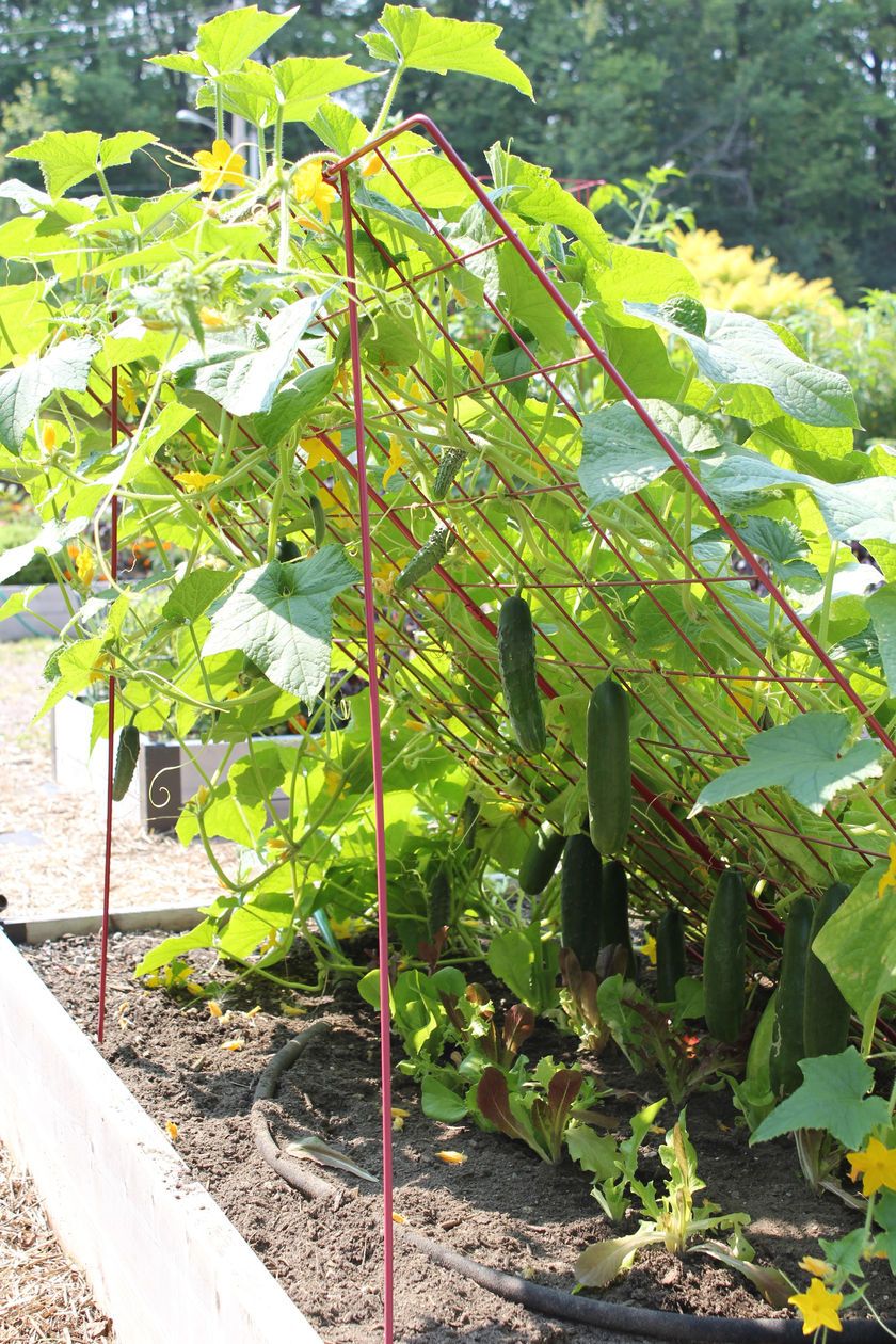 Fabriquer Une Serre De Jardin Pas Cher Unique Palissage Des Con Bres