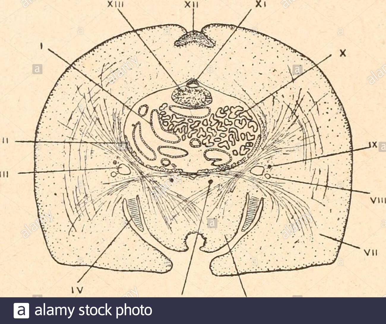 introduction ltude des mollusques t interne ou p ux decet axe et arrive dans un autre conduit sanguin longitudinal fig 18viii qui le mne loreillette fig 17 chiton benthusgrossi vu ventralement daprs haddon i orificebuccal ii palpe iiipied iv bord du man teau v branchies dansla cavit branchiale vianus 34 5 systme excrteur il y a deux reins symtriques chacundeux est form dun tube dispos longitudinalement sur le ct ducorps et repli une fois sur lui mme de faon avoir ses deux extr mits en arrire lextrmit interne souvre dans le 2AJEEKJ