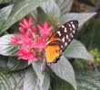 Fleurs Du Jardin Charmant File Fleur Et Papillon Animal 23 Wikimedia Mons