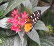 Fleurs Du Jardin Charmant File Fleur Et Papillon Animal 23 Wikimedia Mons