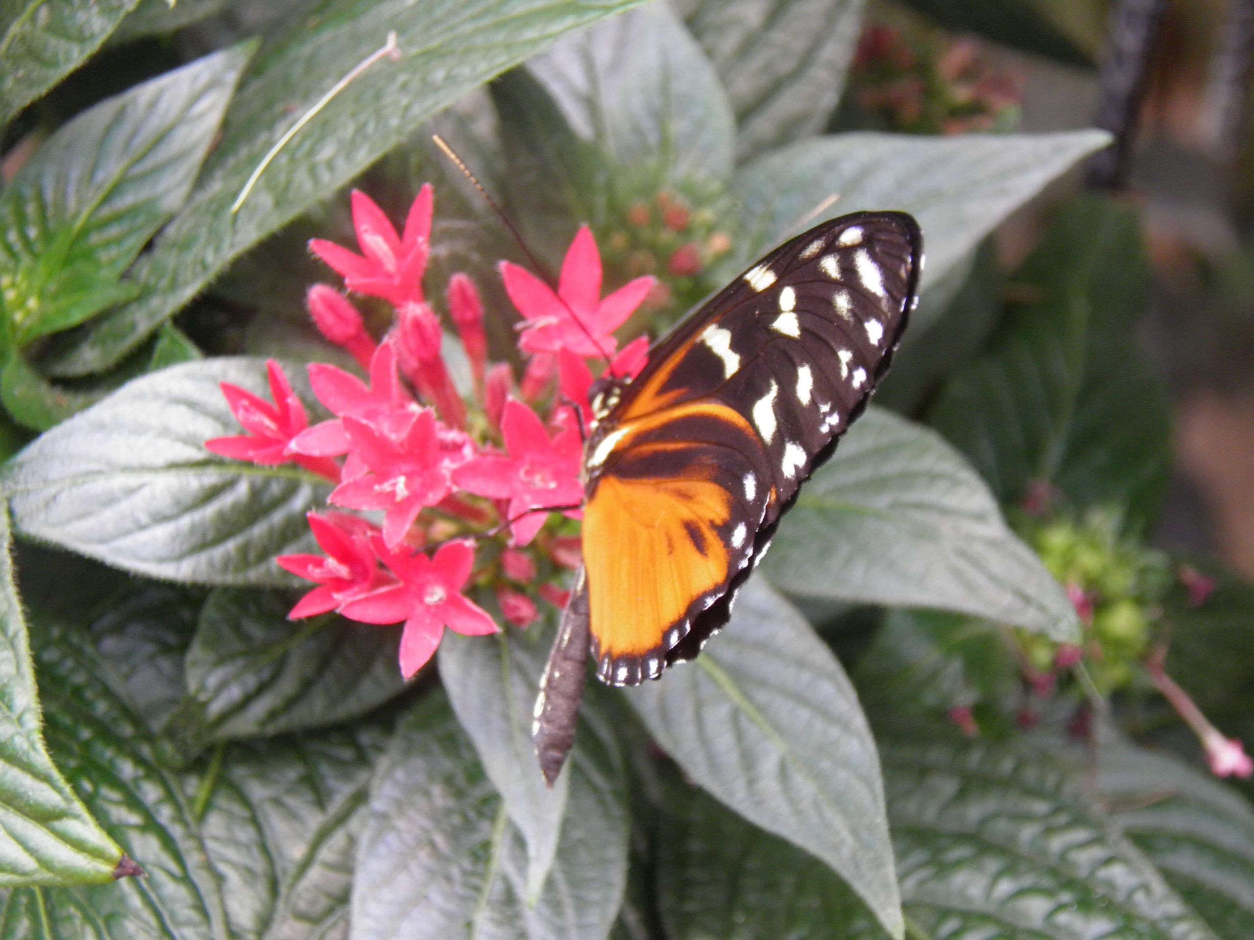 Fleurs Du Jardin Charmant File Fleur Et Papillon Animal 23 Wikimedia Mons