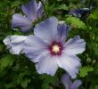 Fleurs Du Jardin Élégant Hibiscus Syriacus — Wikipédia