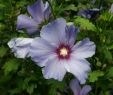 Fleurs Du Jardin Élégant Hibiscus Syriacus — Wikipédia