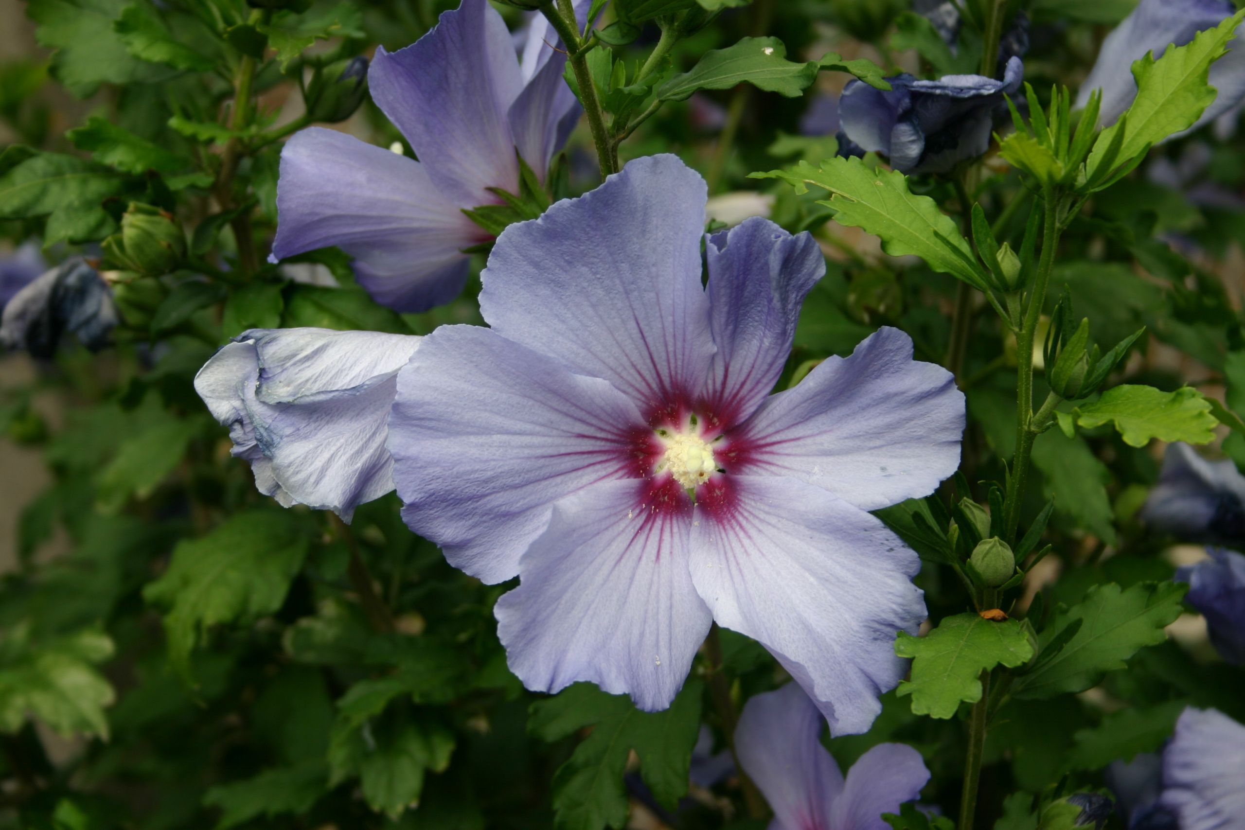 Fleurs Du Jardin Élégant Hibiscus Syriacus — Wikipédia