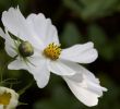 Fleurs Du Jardin Nouveau Les Cosmos Fleurs D été