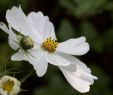 Fleurs Du Jardin Nouveau Les Cosmos Fleurs D été