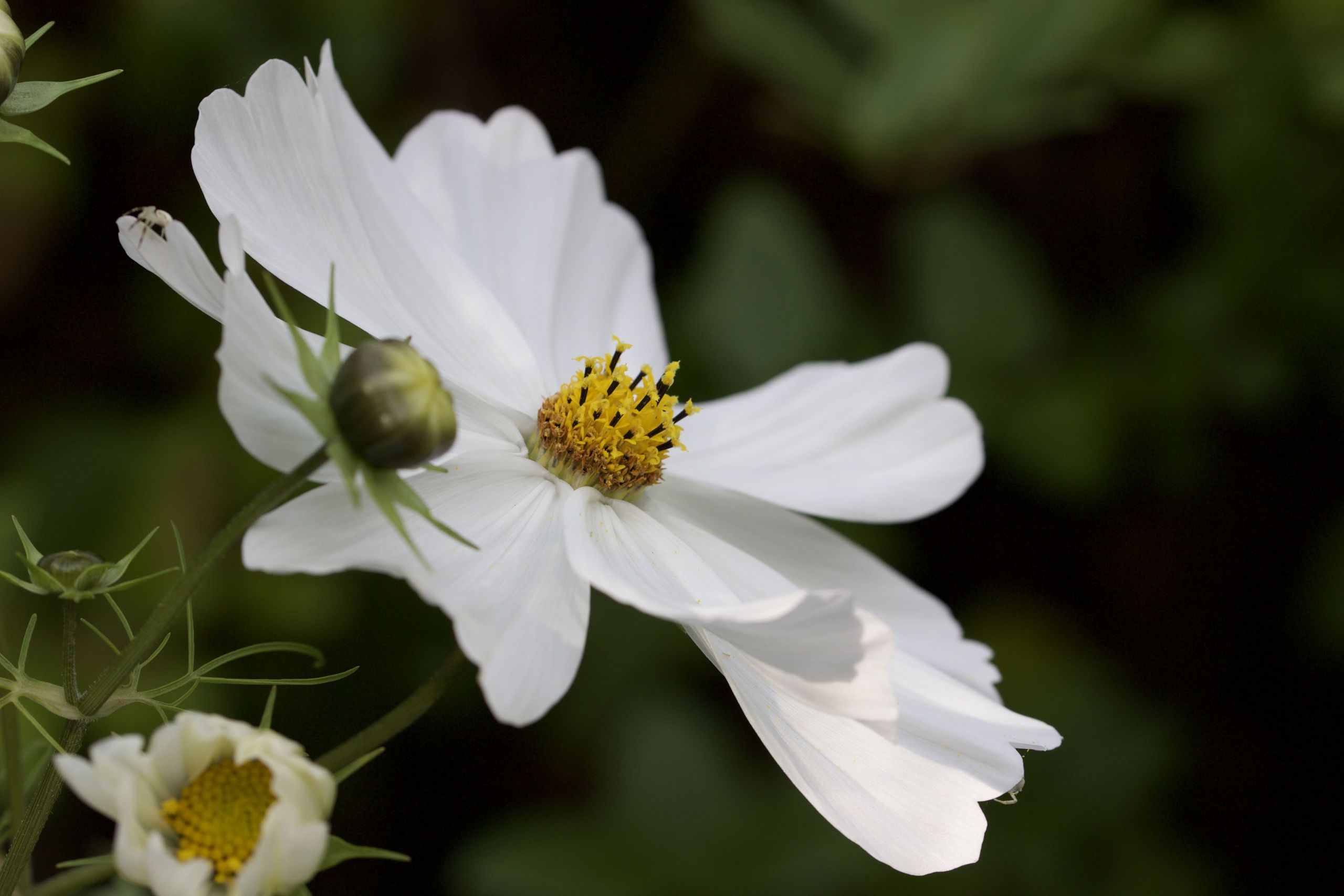 Fleurs Du Jardin Nouveau Les Cosmos Fleurs D été