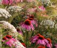 Fleurs Du Jardin Nouveau Les Plus Belles Photos De Jardin Du Concours Igpoty