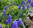 Fleurs Du Jardin Unique Muscaris Du Jardin ðð¿