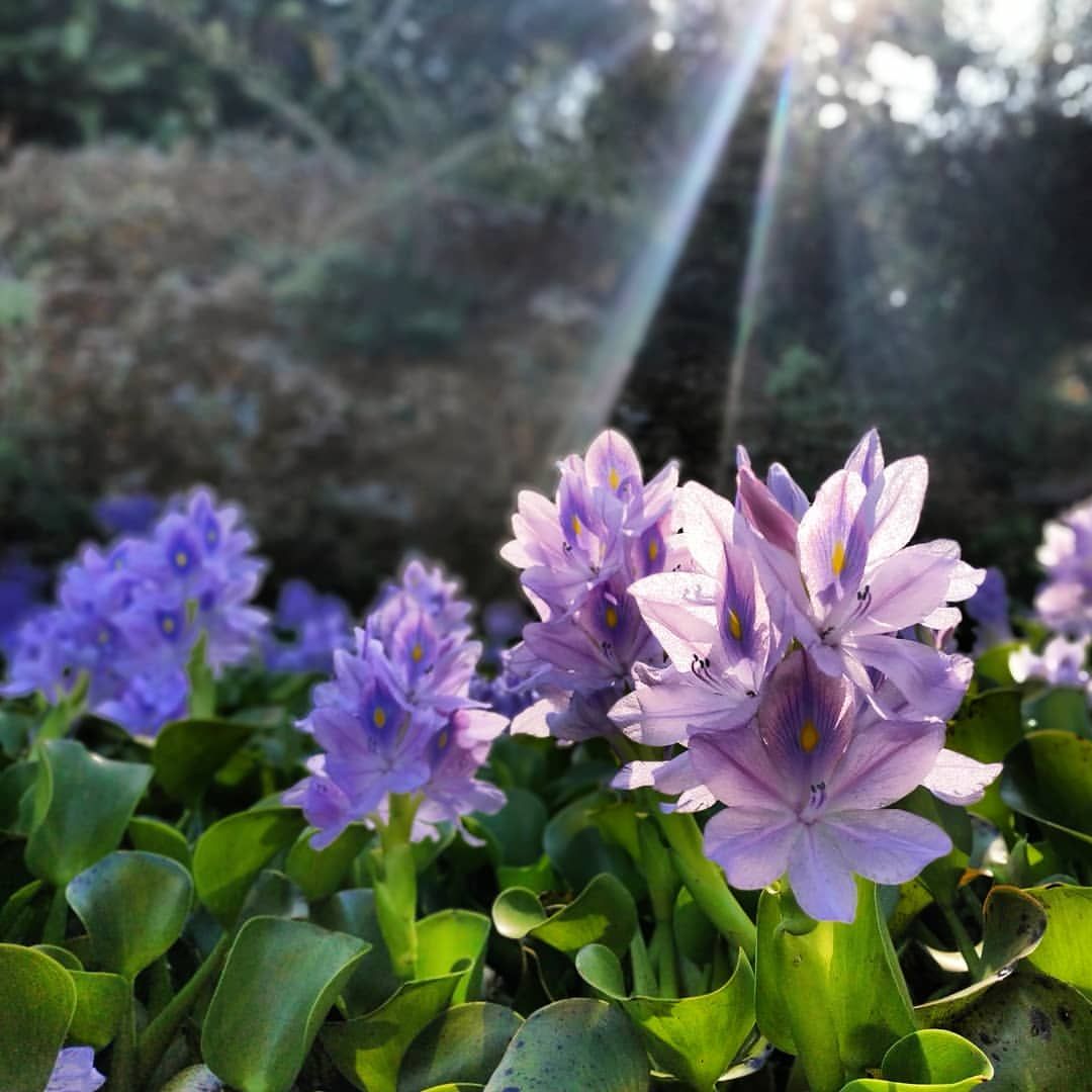 Fraiseuse Jardin Frais Faire Fleurir La Jacinthe D Eau En Climat Frais – Jardinier