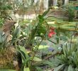 Graine De Jardin Rouen Best Of En Images Ces Plantes Extraordinaires   Découvrir Au Jardin