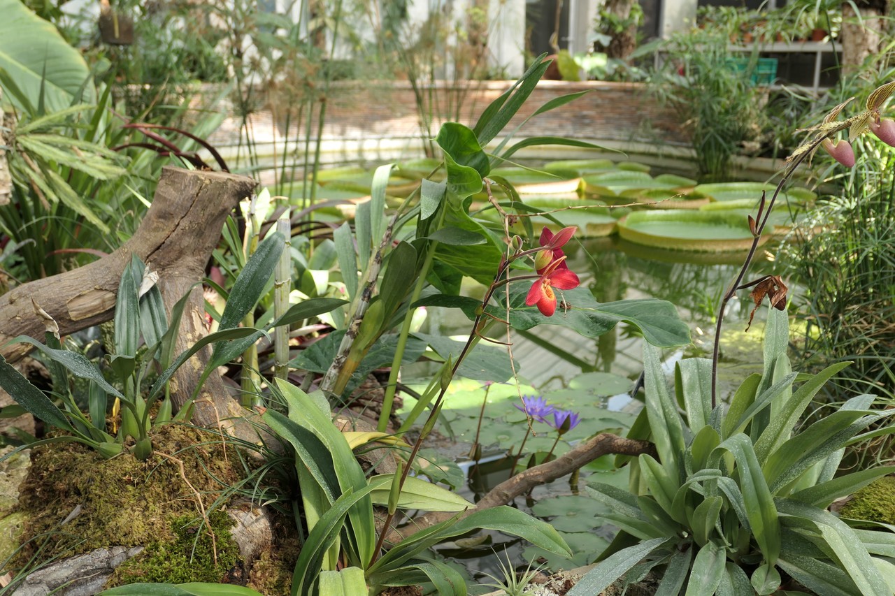 serres rouen jardin plantes